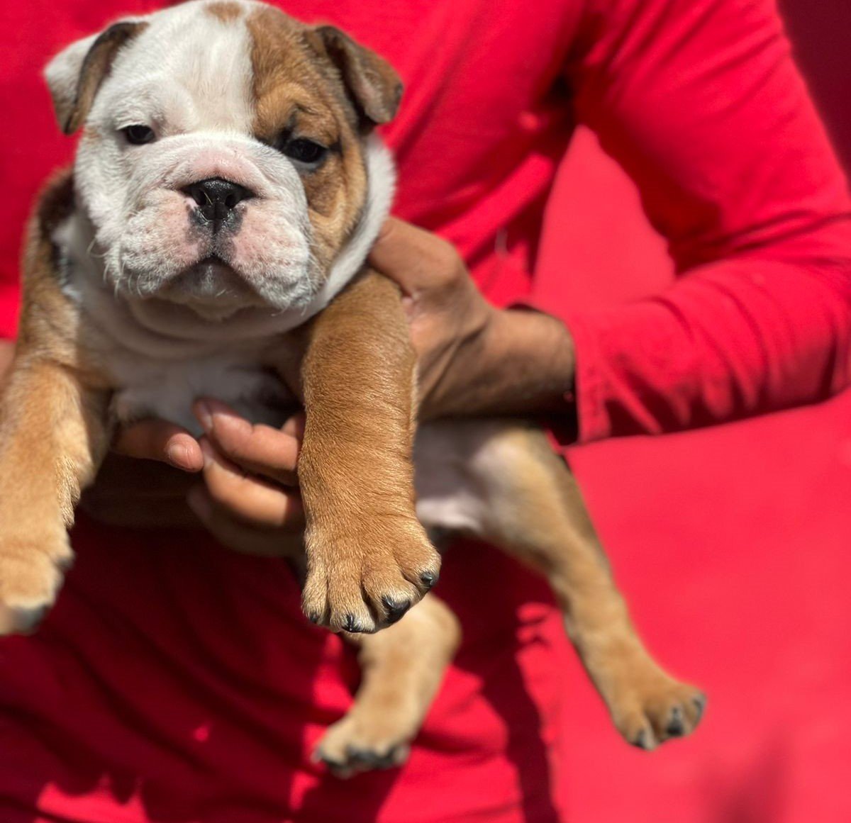 English Bulldog puppies for sale in hyderabad