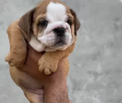English Bulldog female puppies price in hyderabad