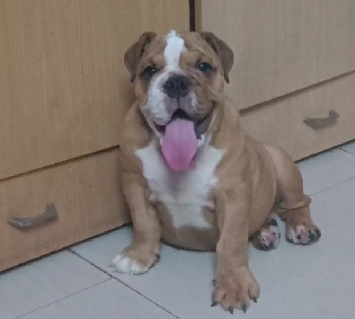 English Bulldog puppies for sale online in hyderabad