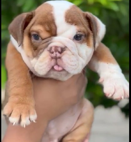 English Bulldog breed puppy price in Kolkata