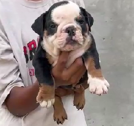 English Bulldog female puppies price in Kolkata