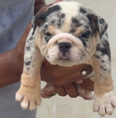 English Bulldog male puppies price in ahmedabad