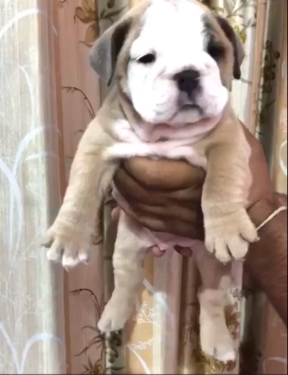 Champion Line english bulldog puppies for sale in ahmedabad