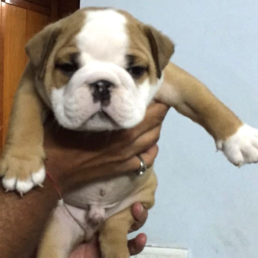 English bulldog male puppies for sale in mumbai