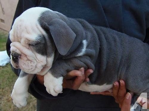 Champion line english bulldog puppies price in mumbai