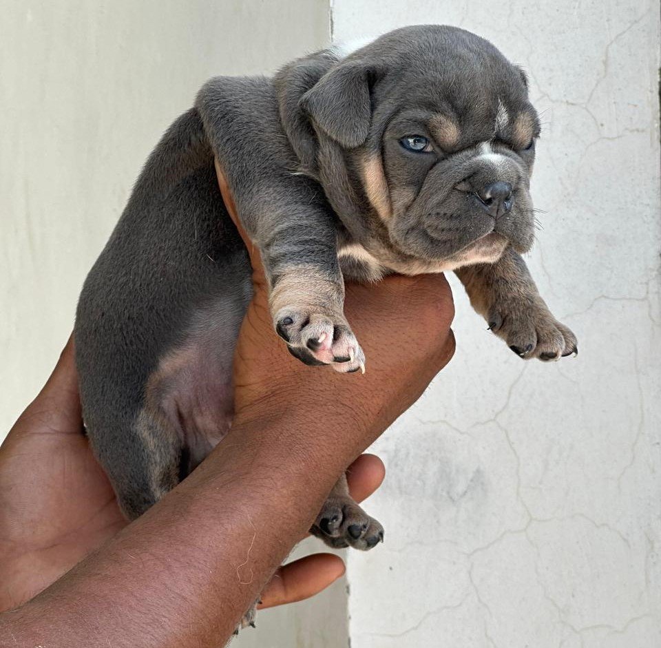 english bulldog breeder in chennai