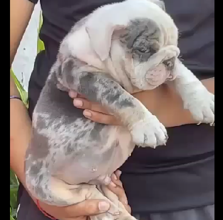 english bulldog puppies for sale online in goa