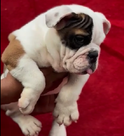 english bulldog female price in goa