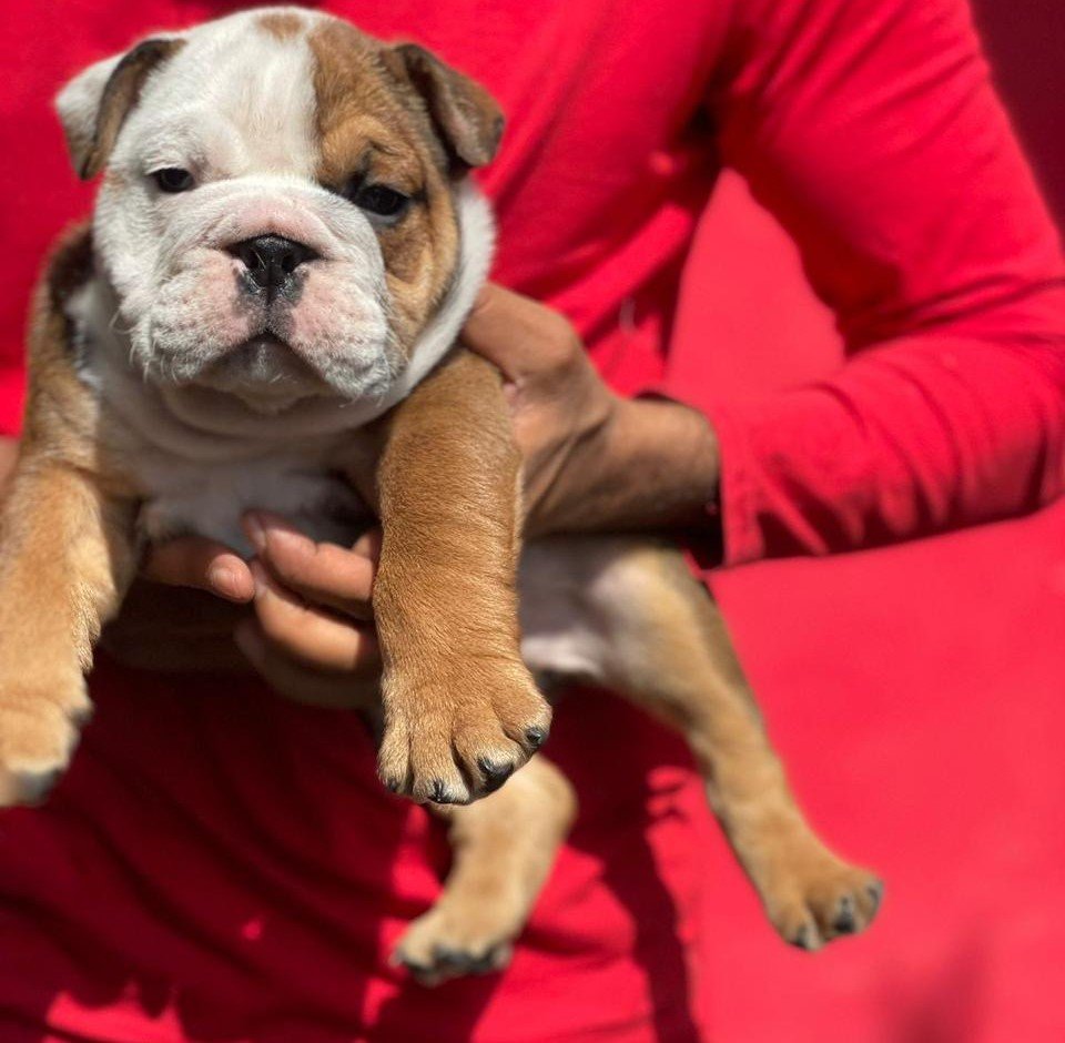 english bulldog puppy price in goa
