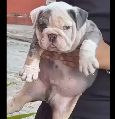 english bulldog pet shop in goa