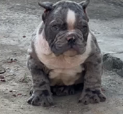 english bulldog male puppy price in goa