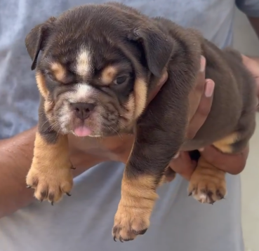 english bulldog breeder in goa