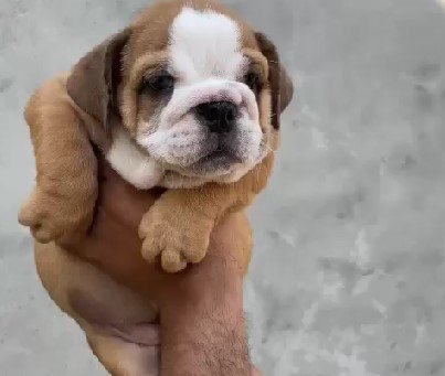 english bulldog breeder in jaipur