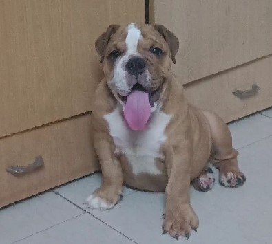 english bulldog puppies for sale online in jaipur