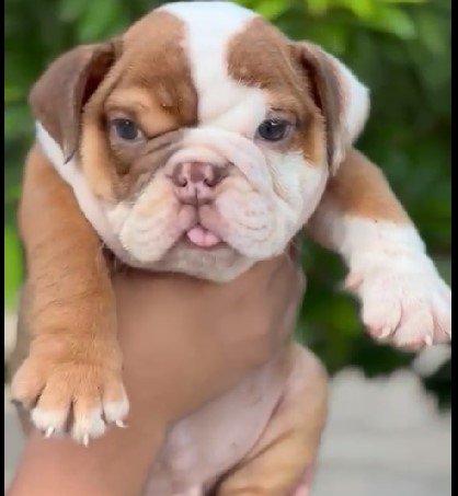 buy english bulldog puppies price in jaipur