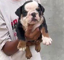 kci registerd english bulldog puppies for sale in jaipur