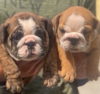 champion bloodline english bulldog puppies price in jaipur