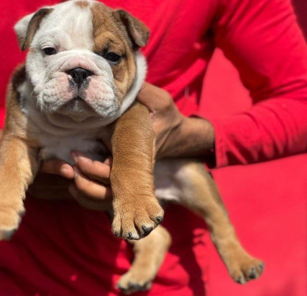 buy english bulldog puppy online in vizag