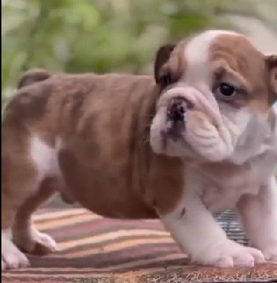 english bulldog dog for sale in vizag