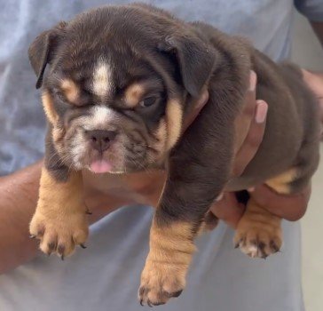 pure breed english bulldog puppies for sale in vizag