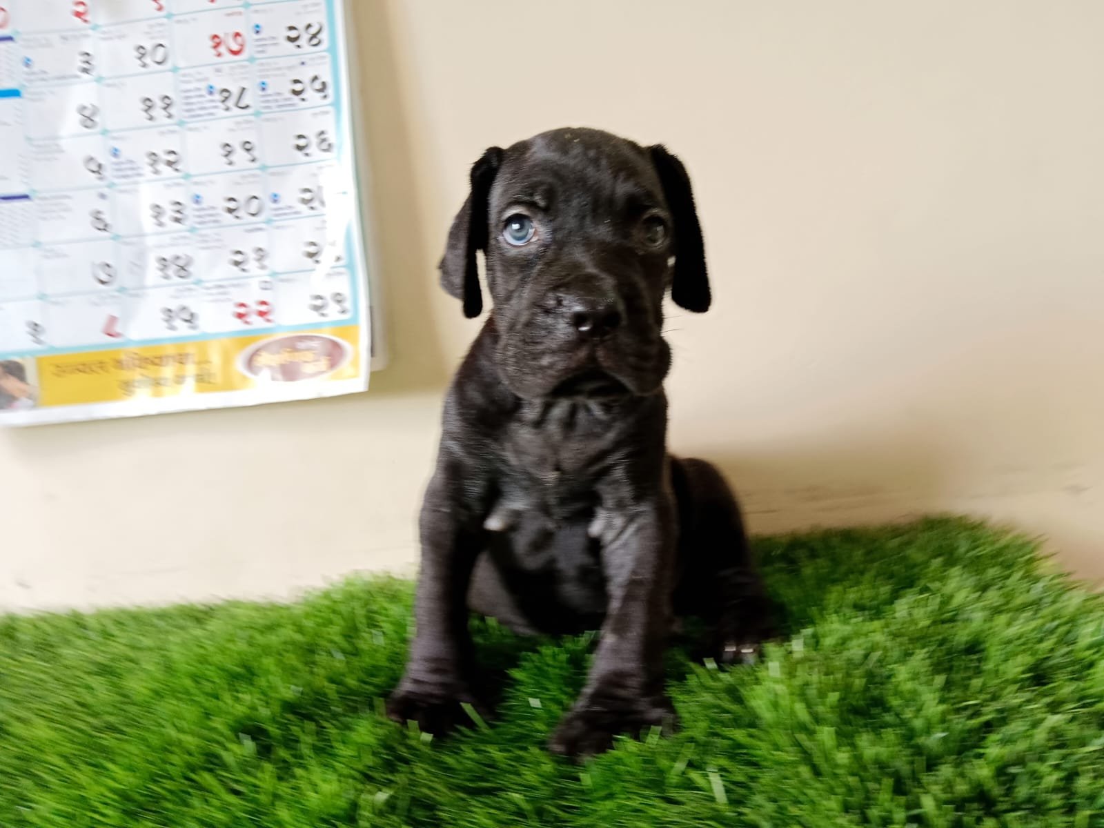 Great-dane male puppies price in mumbai