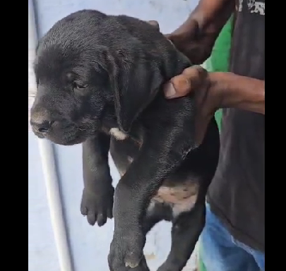 Great dane puppies for sale in hyderabad