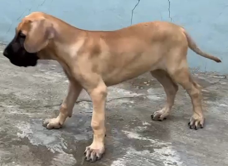 Great dane dog for sale in hyderabad