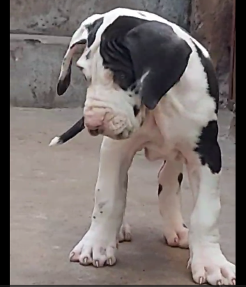 Great dane dog price in hyderabad