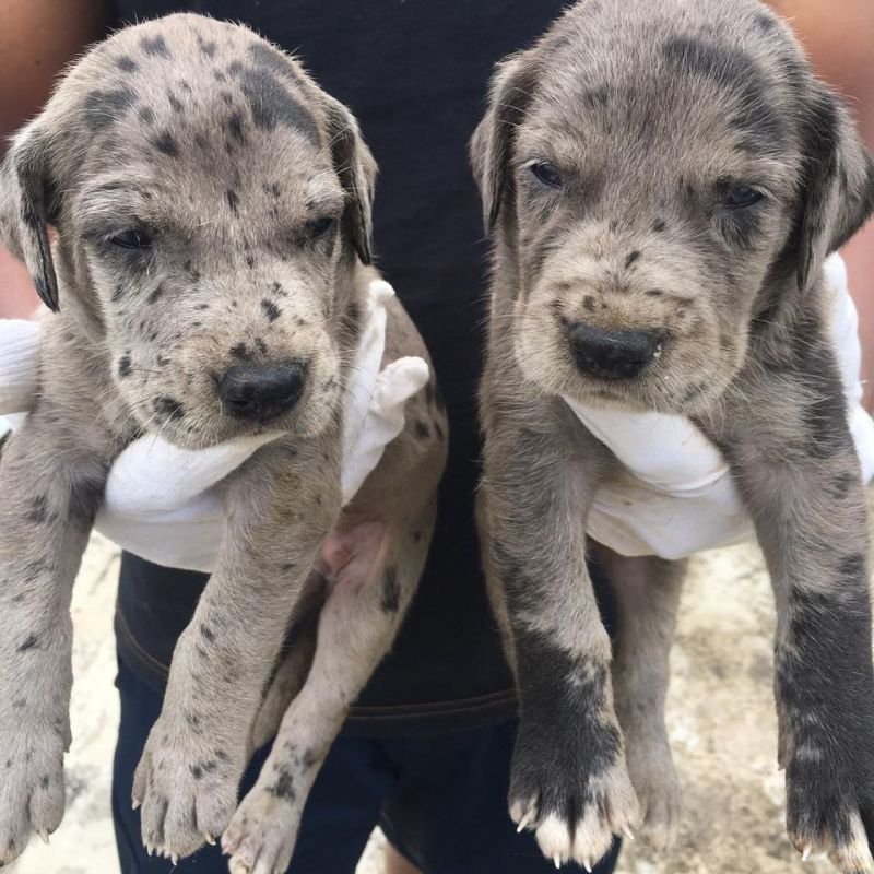Great dane female puppies price in hyderabad 