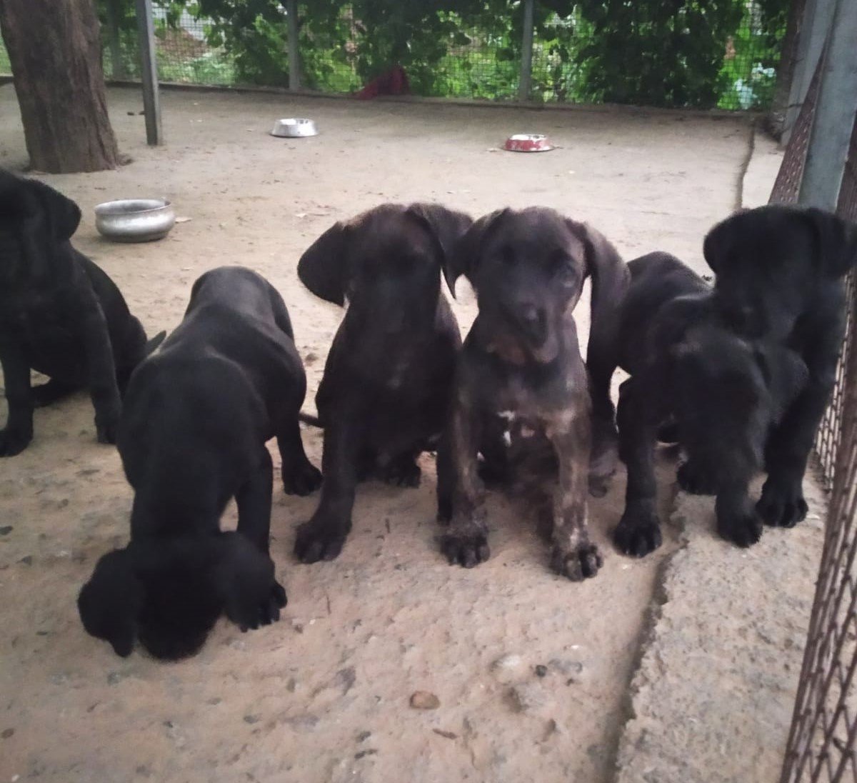 Great Dane pet shop in Kolkata