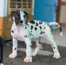 Great Dane puppy for sale in Kolkata