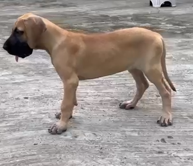 Great Dane dog for sale in Kolkata