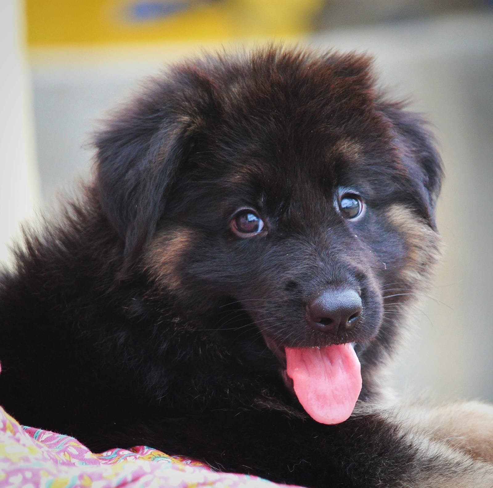 German Shephere male puppies for sale in ahmedabad