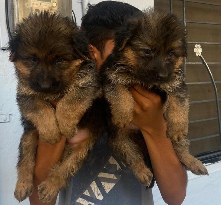 Champion line german shepherd puppies for sale in ahmedabad