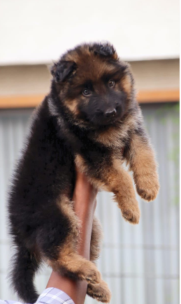 KCI Register German Shepherd