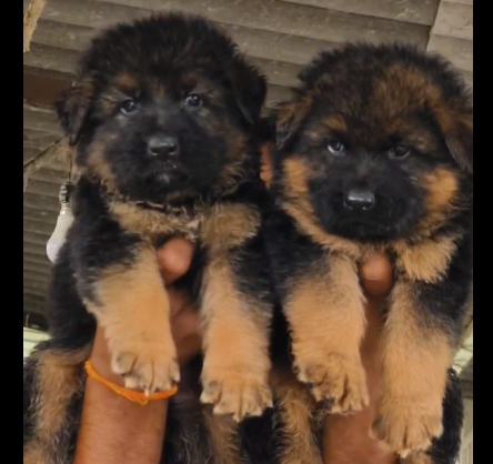 german shepherd puppies for sale in goa