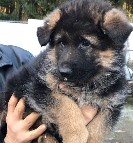 german shepherd dog for sale in goa