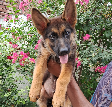 german shepherd female puppes for sale in goa