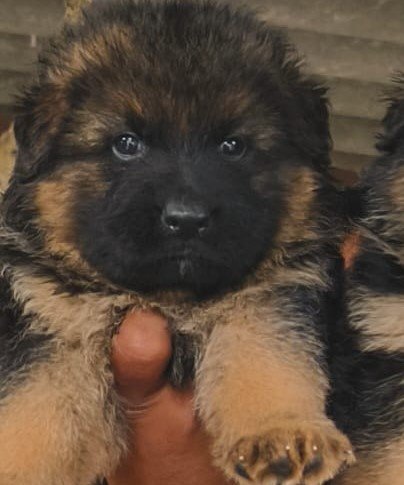 German Shepherd dog for sale in India