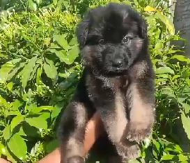 German Shepherd dog breeder in India