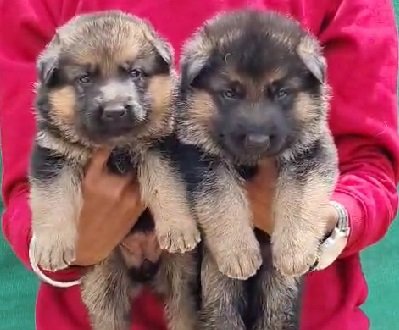 German Shepherd dog breed price in India