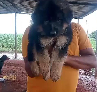 german shepherd dog price in vizag