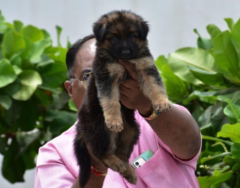 german shepherd male puppies price in vizag