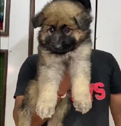 german shepherd female puppies for sale in vizag