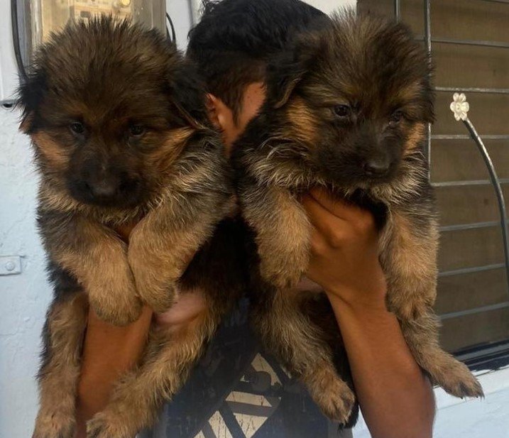 german shepherd dog breeder in vizag