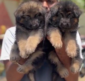 german shepherd breed puppy for sale in vizag 