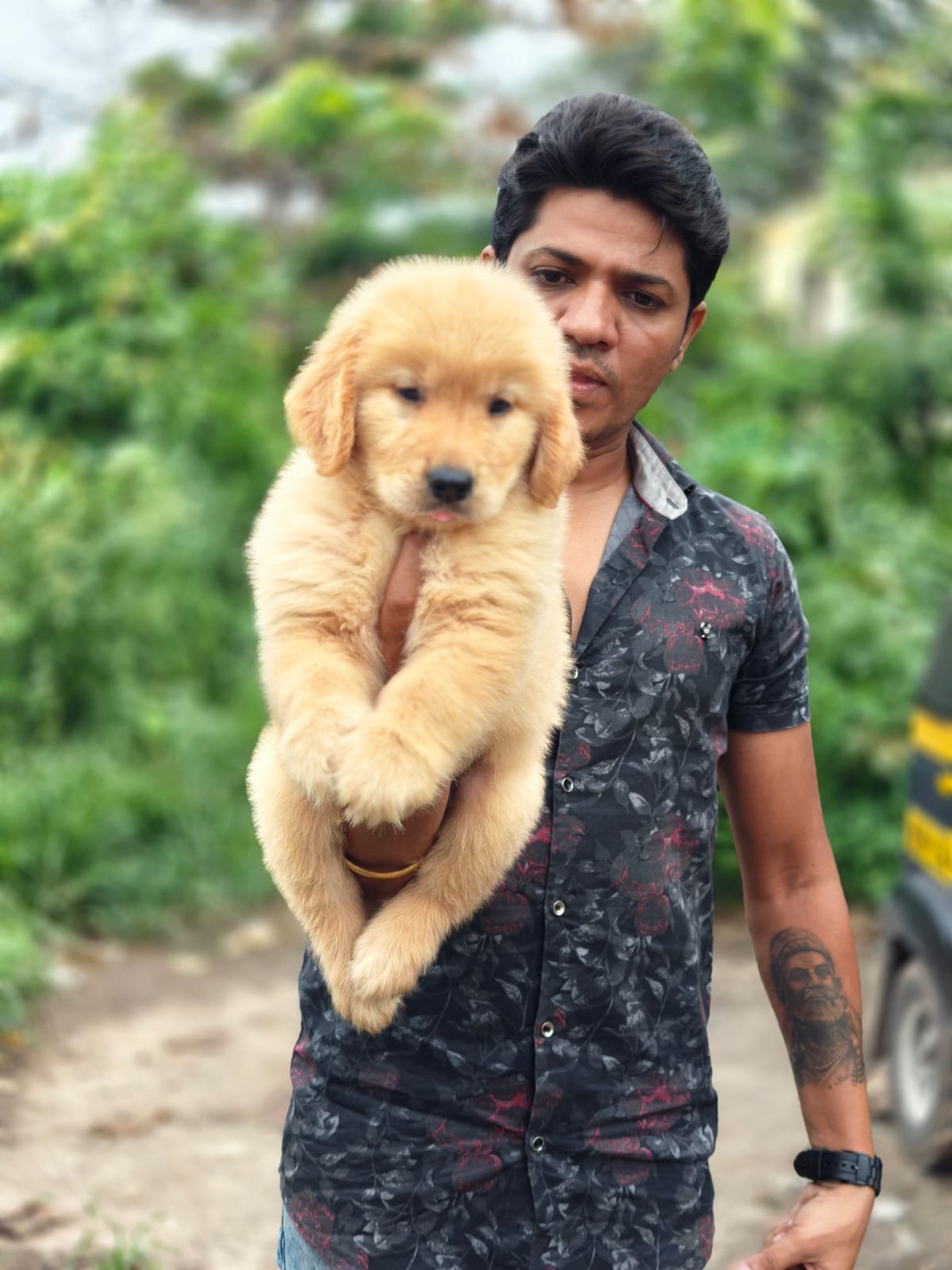 Golden Retriever Female Puppies Price In Mumbai