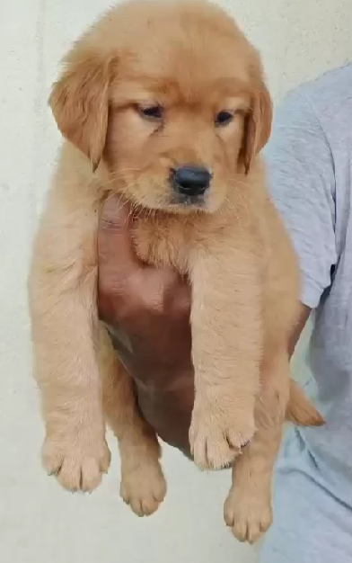 Champion line golden retriever price in ahmedabad