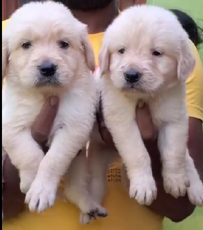 Golden retriever female puppies price in ahmedabad