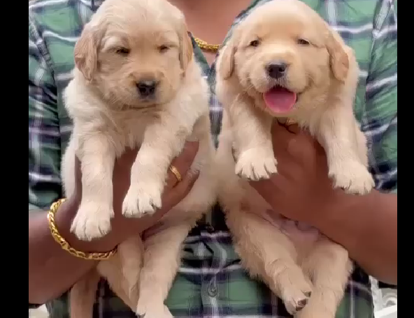 Golden Retriever puppies shop in hyderabad